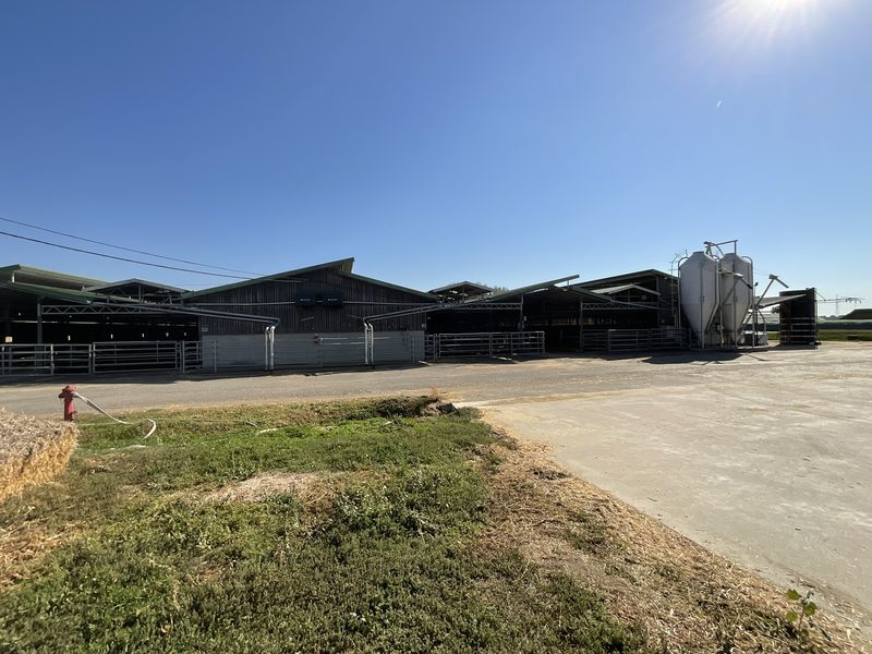 The row of beef cattle barns with the retrofitted feed alley roofs and the feed silos.