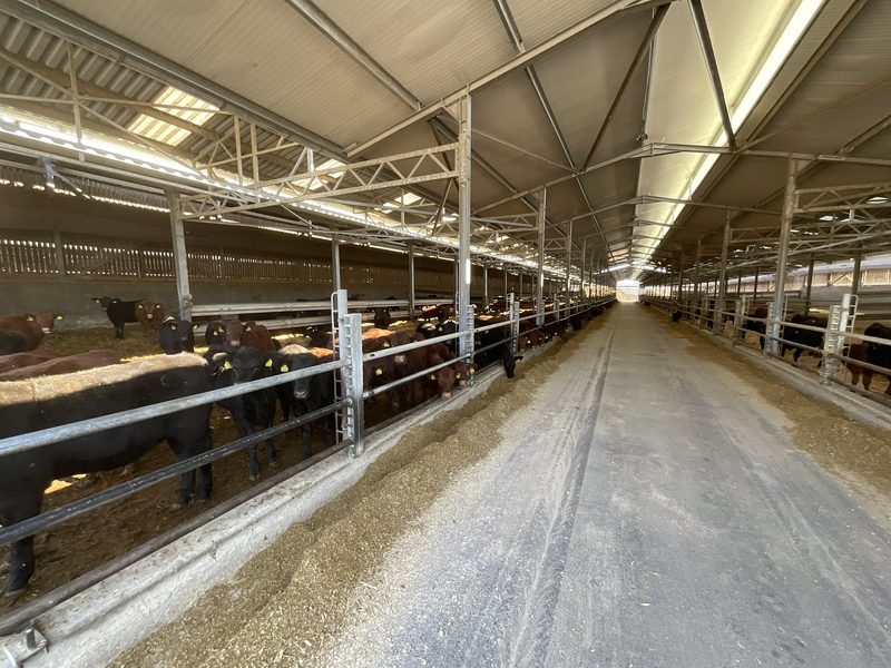 A roof inserted between the existing barns: both the feed and the animals are protected from the weather.