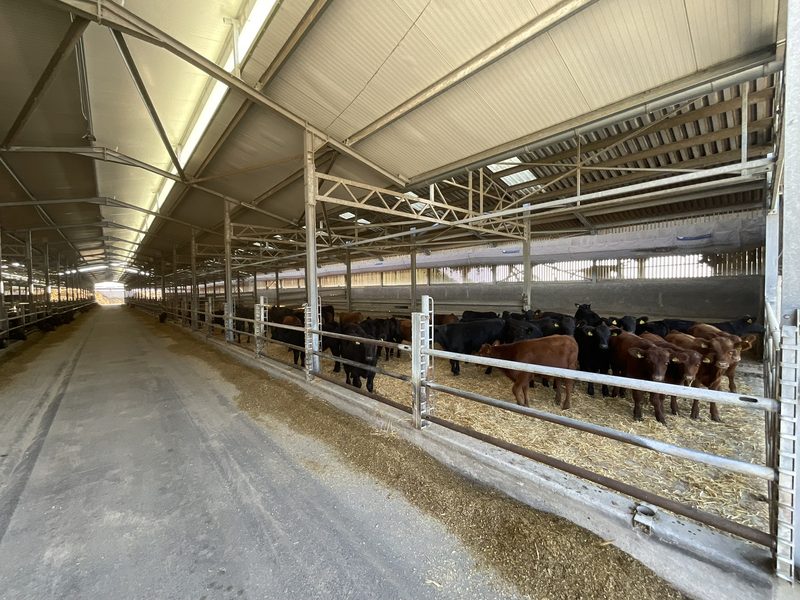 A trussed steel structure over the feeding area and the yards.